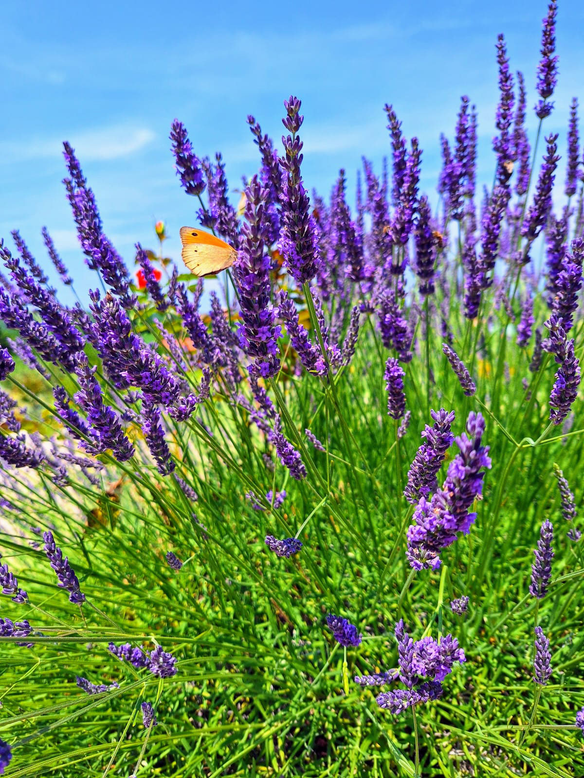 lavender and olive groves surrounding a wedding villa in Istria