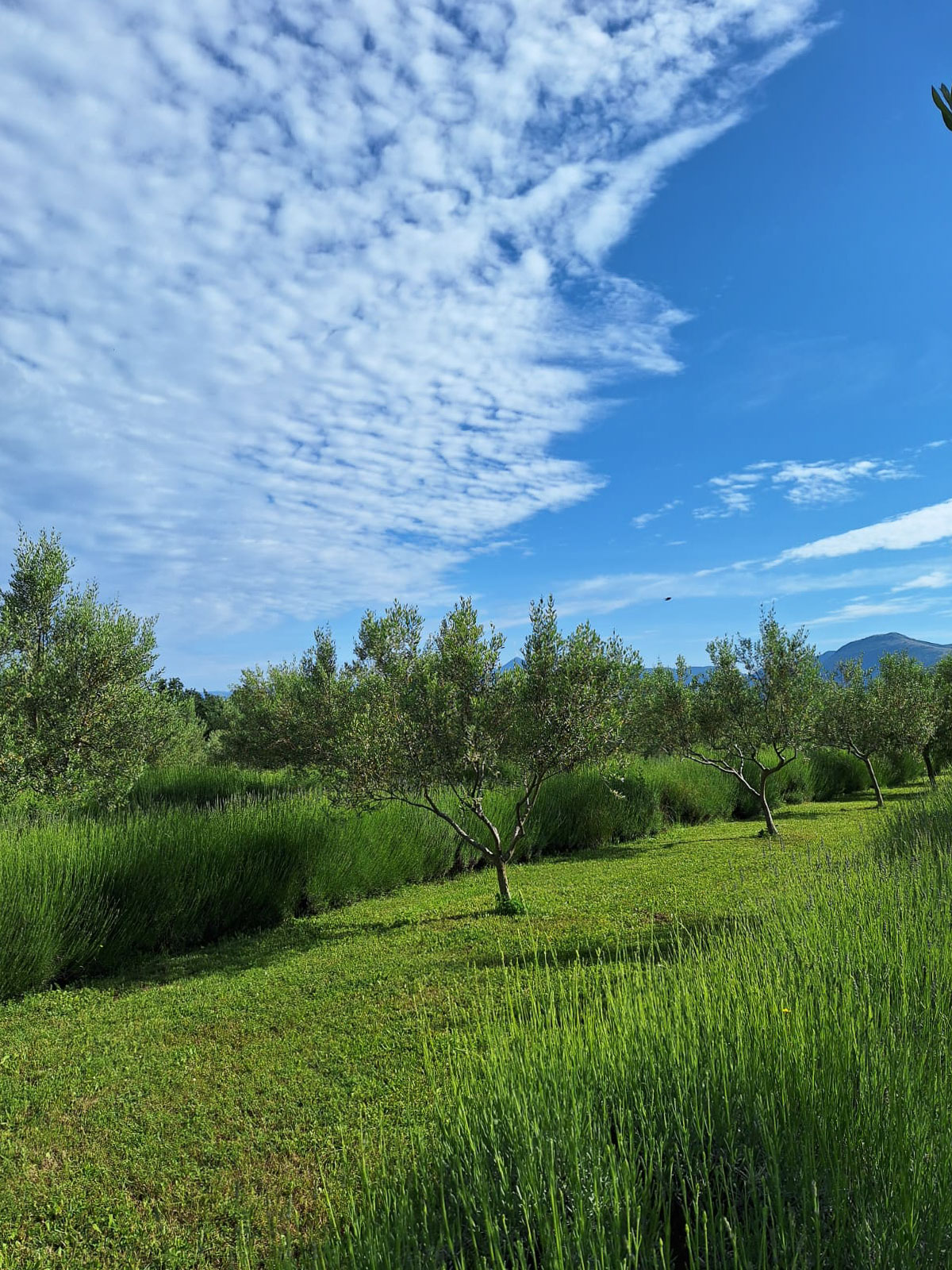 private estate wedding venue in Istria connected to nature